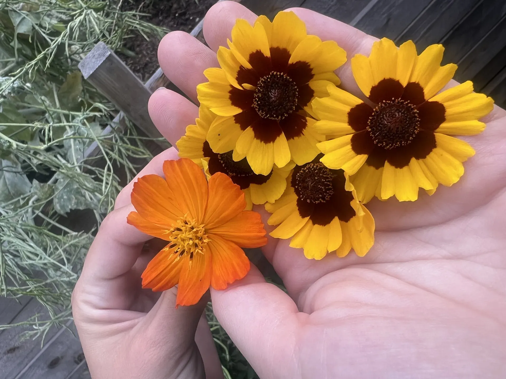 Teinture fleurs mains