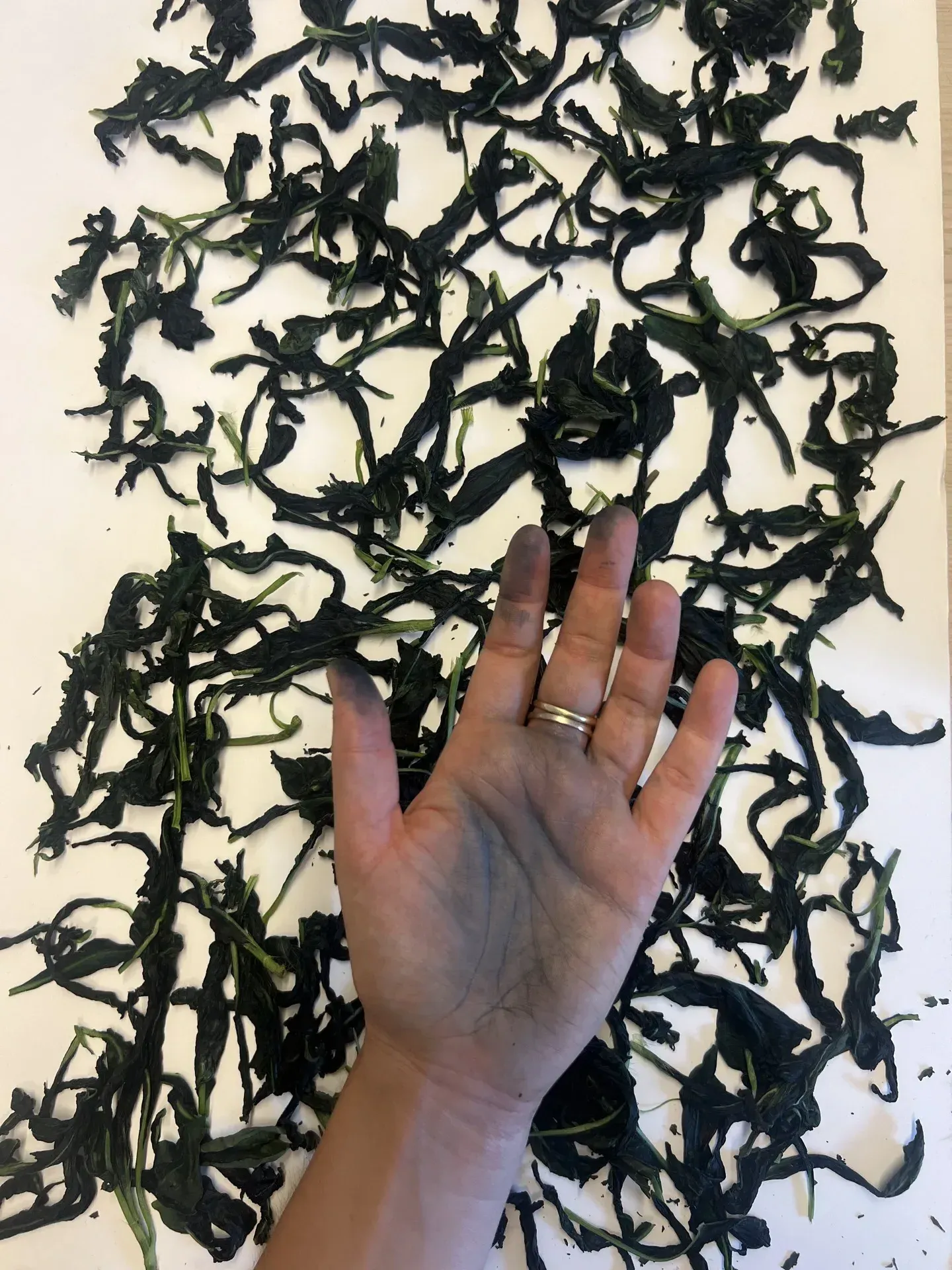 Teinture indigo feuilles