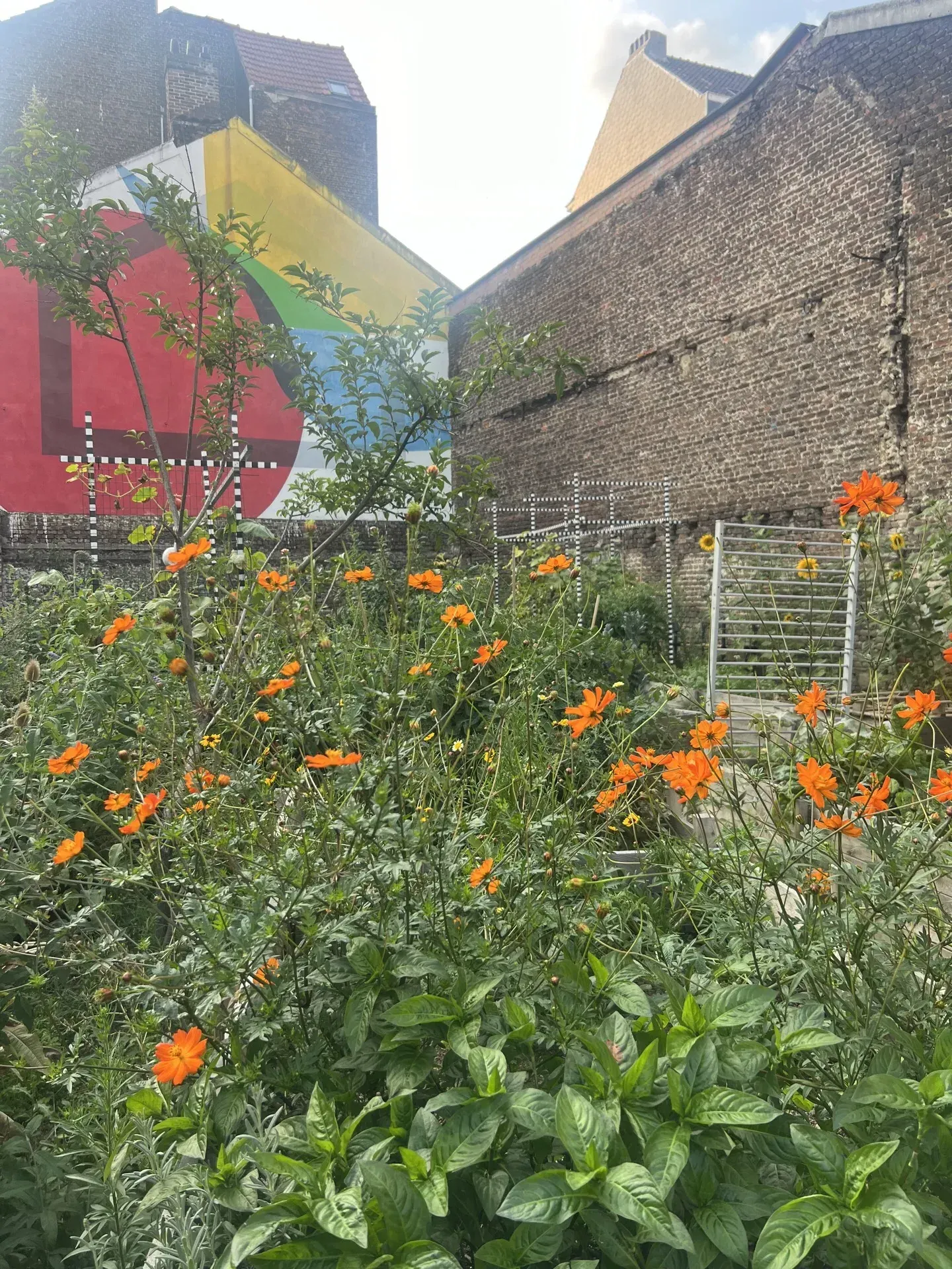 Teinture jardin cosmos