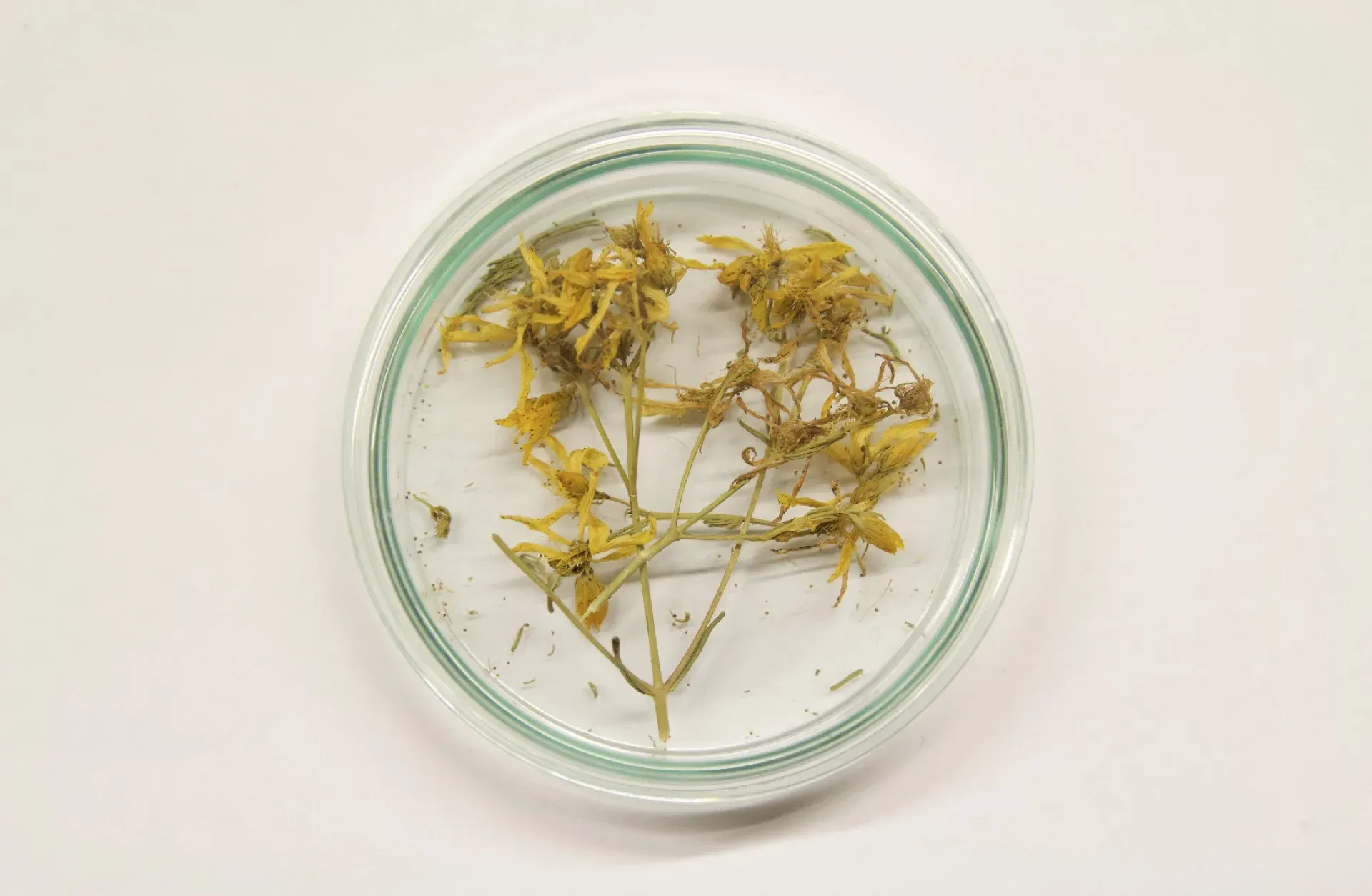 Teinture millepertuis bol