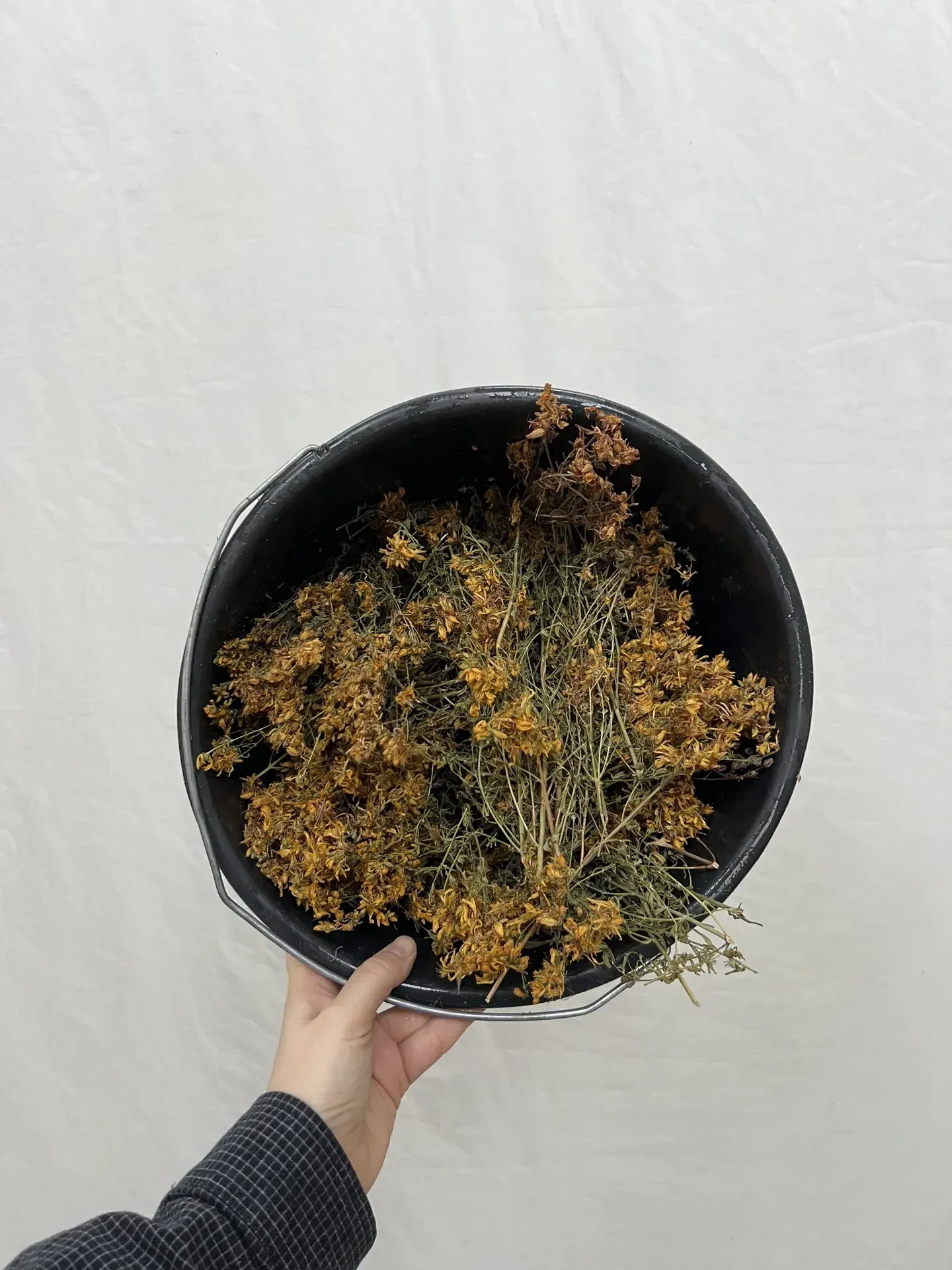 Teinture millepertuis seau